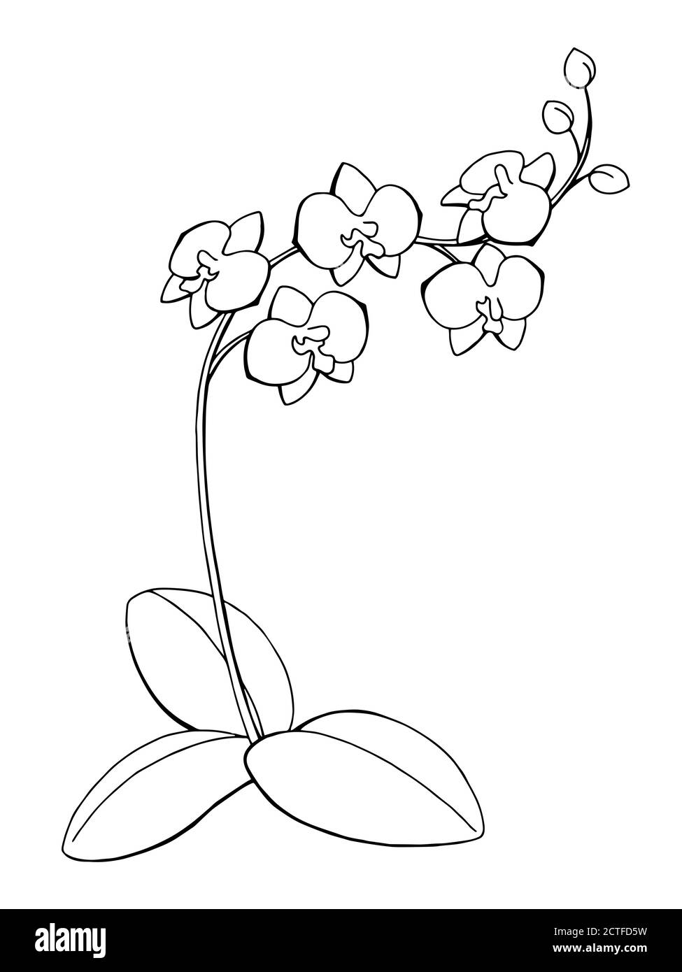 Orchidea fiore grafico arte bianco nero isolato schizzo illustrazione vettore Illustrazione Vettoriale