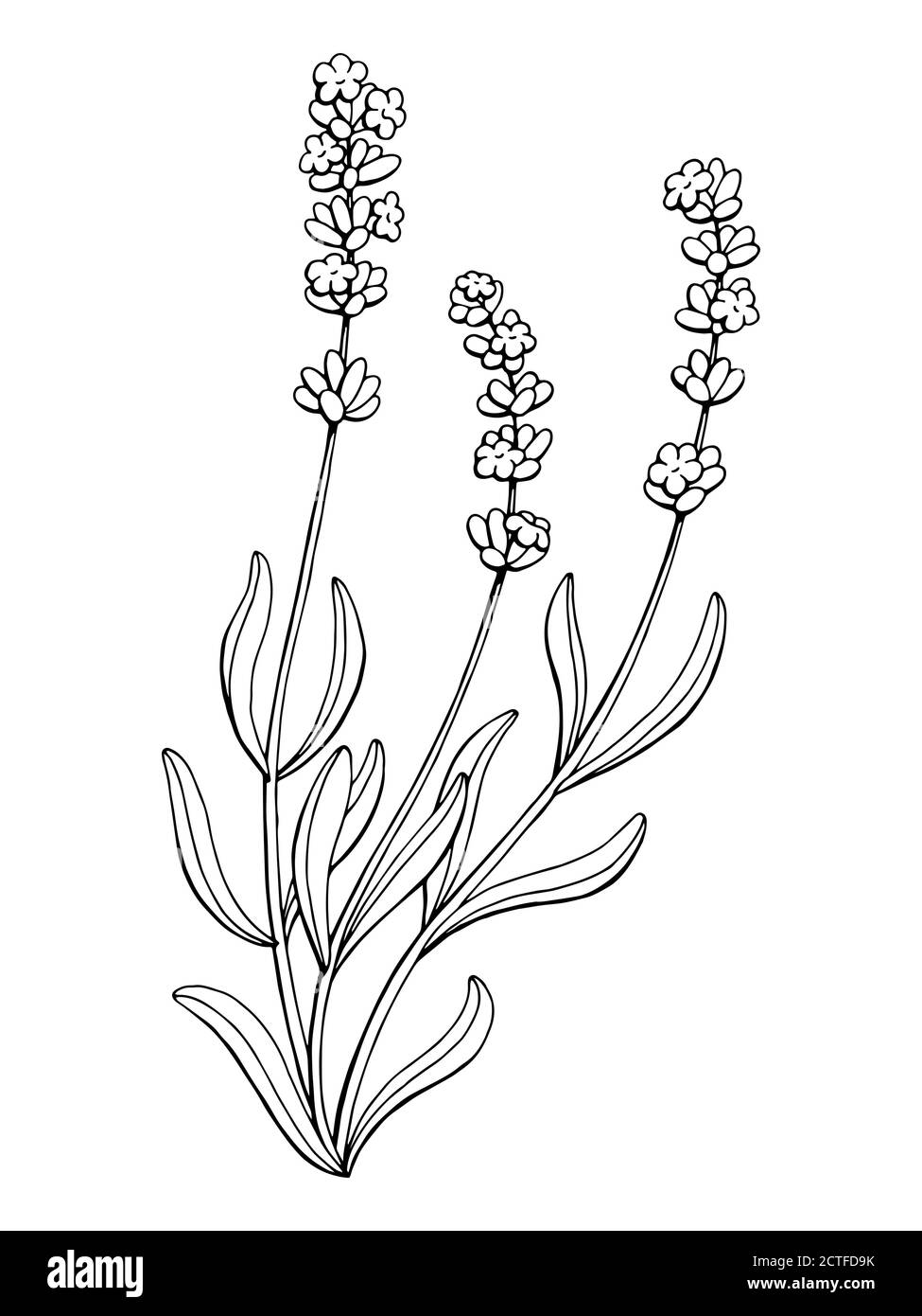 Lavanda fiore grafica arte bianco nero isolato illustrazione vettore Illustrazione Vettoriale