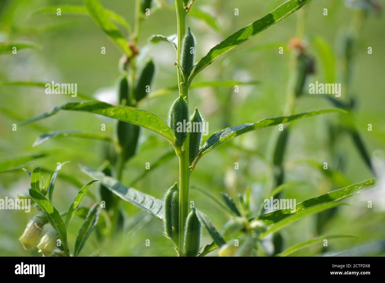 Fiore di semi di sesamo sull'albero nel campo Foto Stock