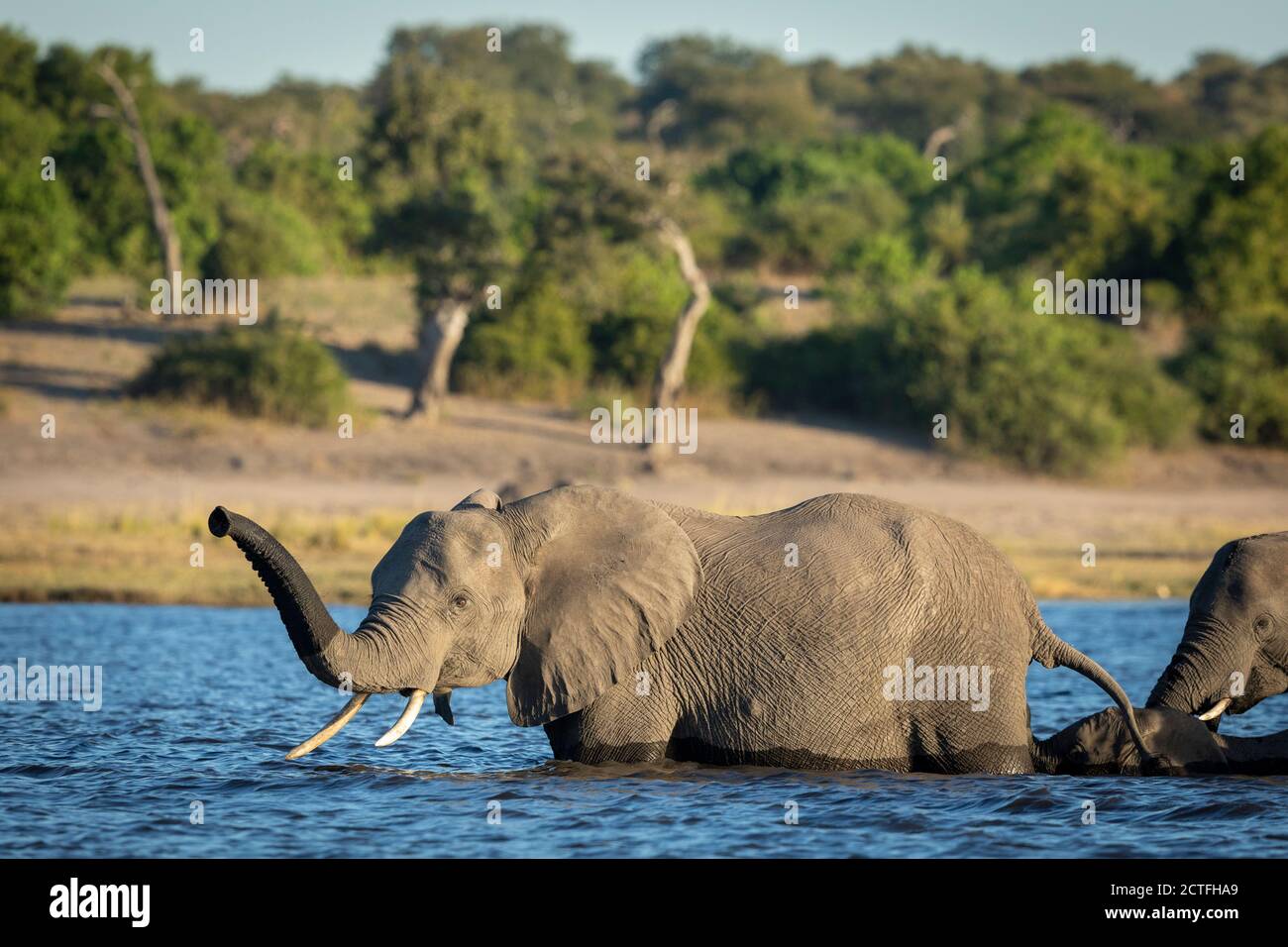 Elefante femmina che conduce la mandria attraverso il fiume Chobe in oro Luce pomeridiana in Botswana Foto Stock