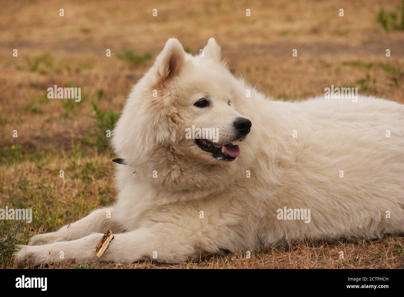 Funny Young Happy sorridente cane Samoyed Bianco, Outdoor in Prato. Animali domestici all'aperto. Il cane giace sull'erba. Cane bianco Foto Stock