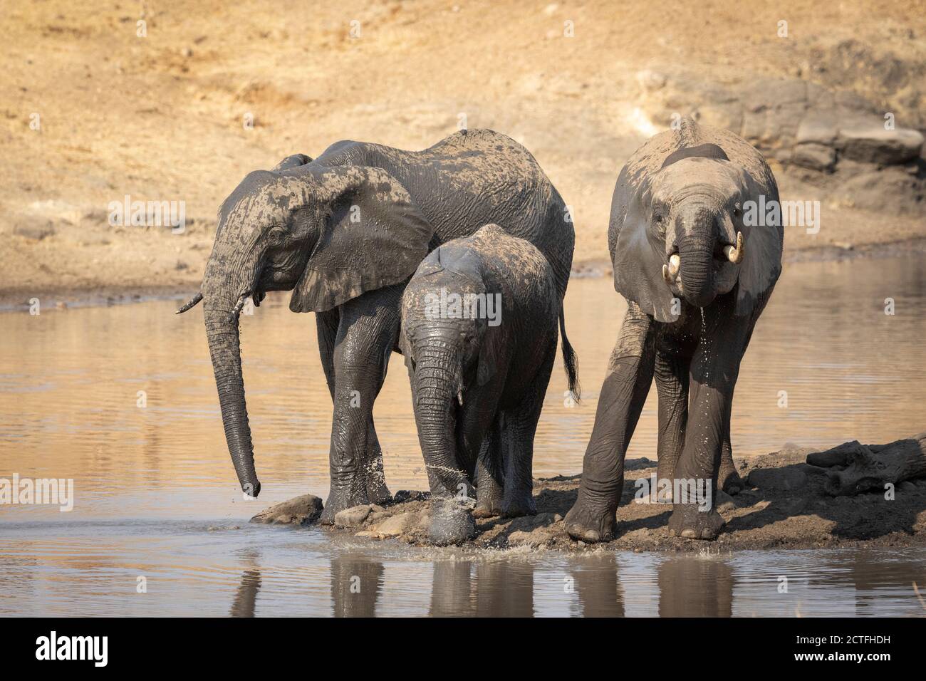 Tre giovani elefanti in piedi al bordo del fiume bere Acqua nel Parco Nazionale Kruger in Sud Africa Foto Stock