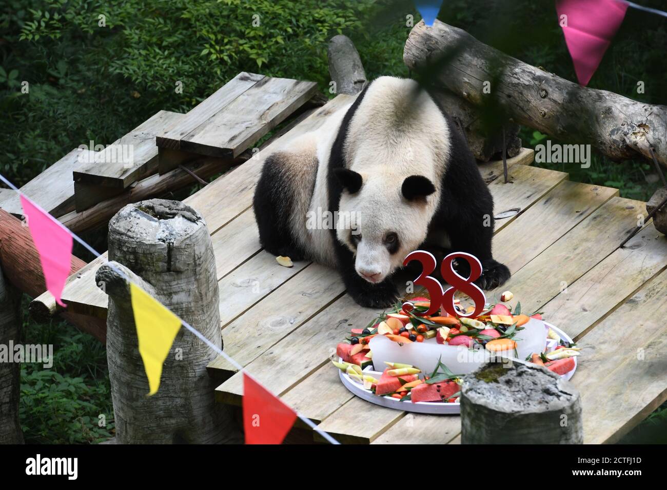 Xin Xing, un panda prigioniero di 38 anni e il più antico del mondo mangia una torta nella casa dei panda a Chongqing, Cina, il 15 agosto 2020. Foto Stock