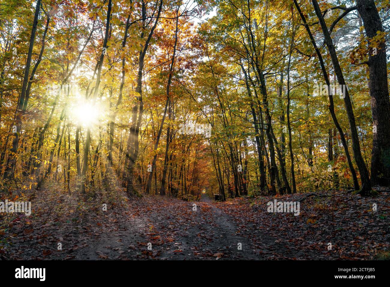 bellissima foresta autunnale colorata con sole Foto Stock