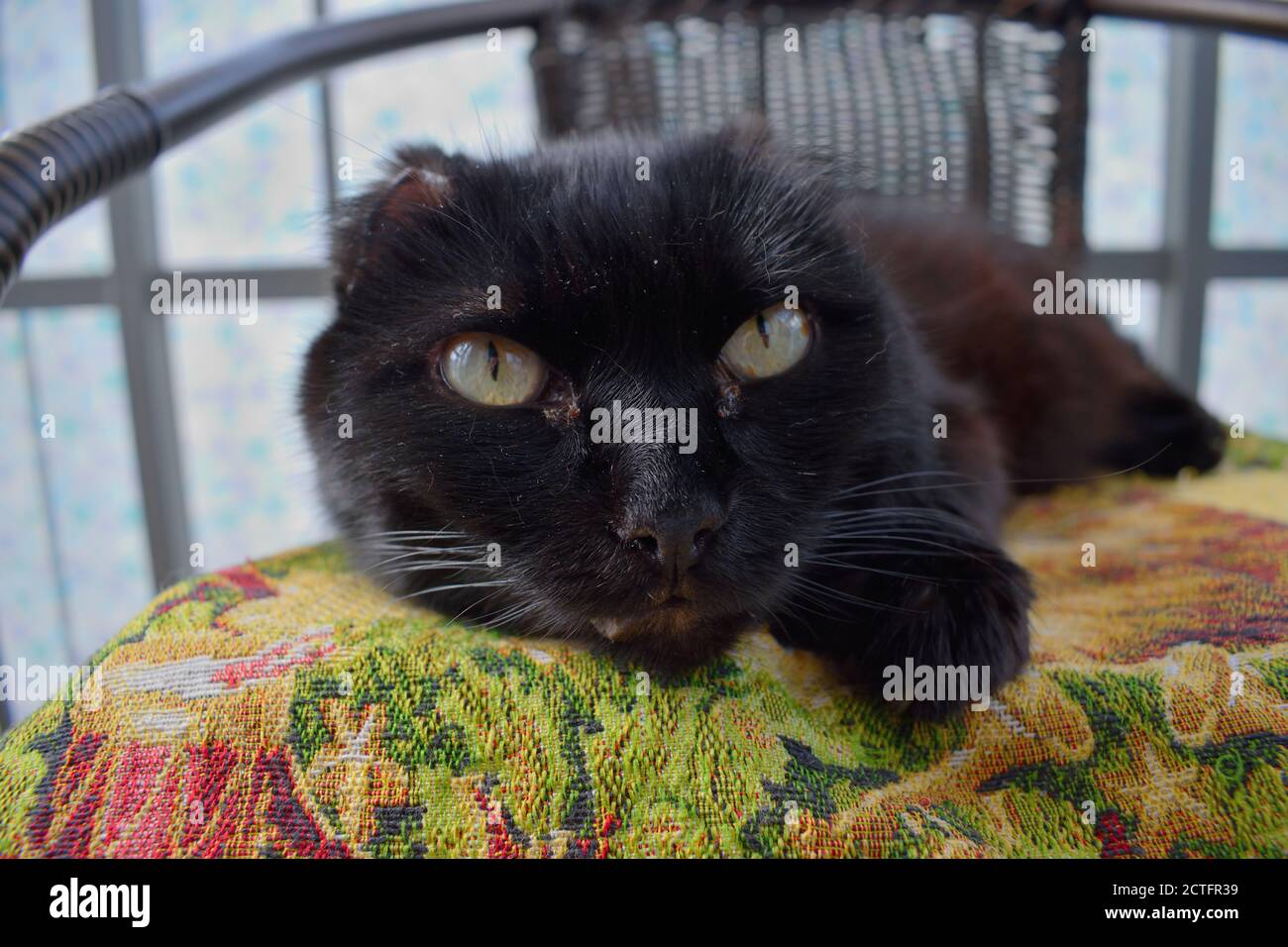 Sweet Black Rescue Cat senza orecchie che si rilassano su un Cuscino in una sedia di vimini Foto Stock
