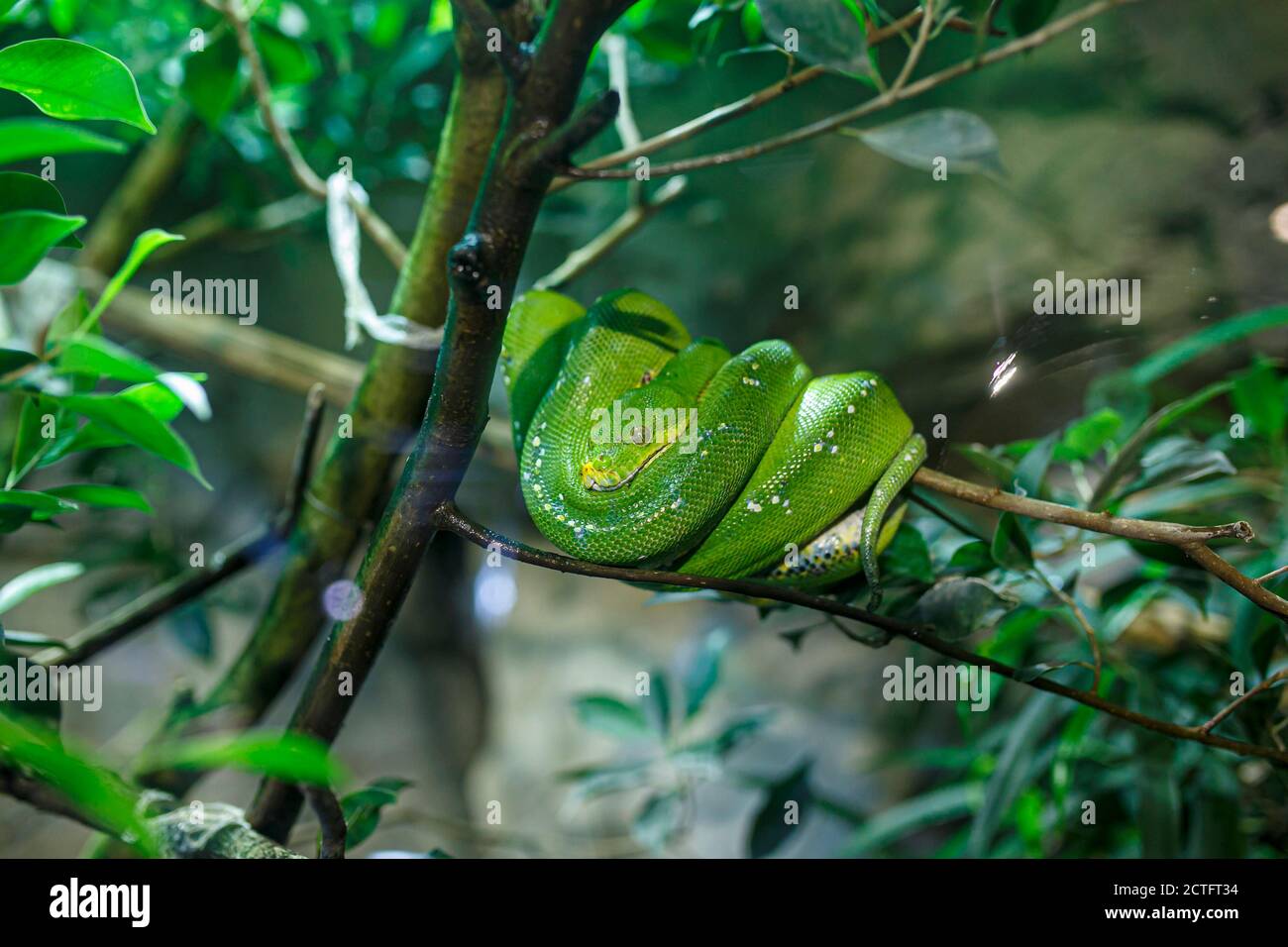 Boa di albero smeraldo o semplicemente boa di albero smeraldo Corallus caninus arrotolato su ramo. Foto di alta qualità Foto Stock