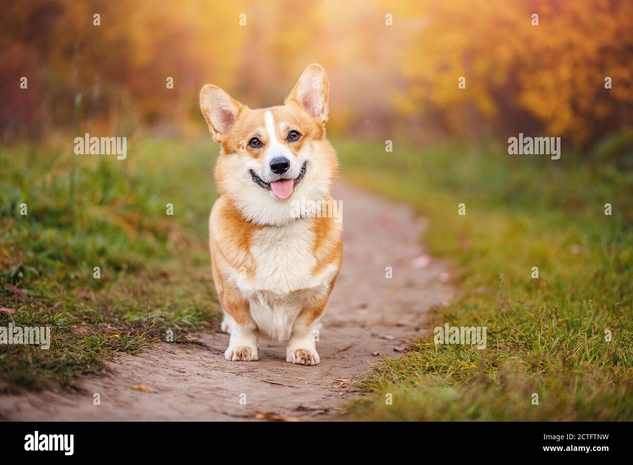 Ritratto cane di funghi felice nel parco, sorridente sullo sfondo della foresta d'autunno Foto Stock