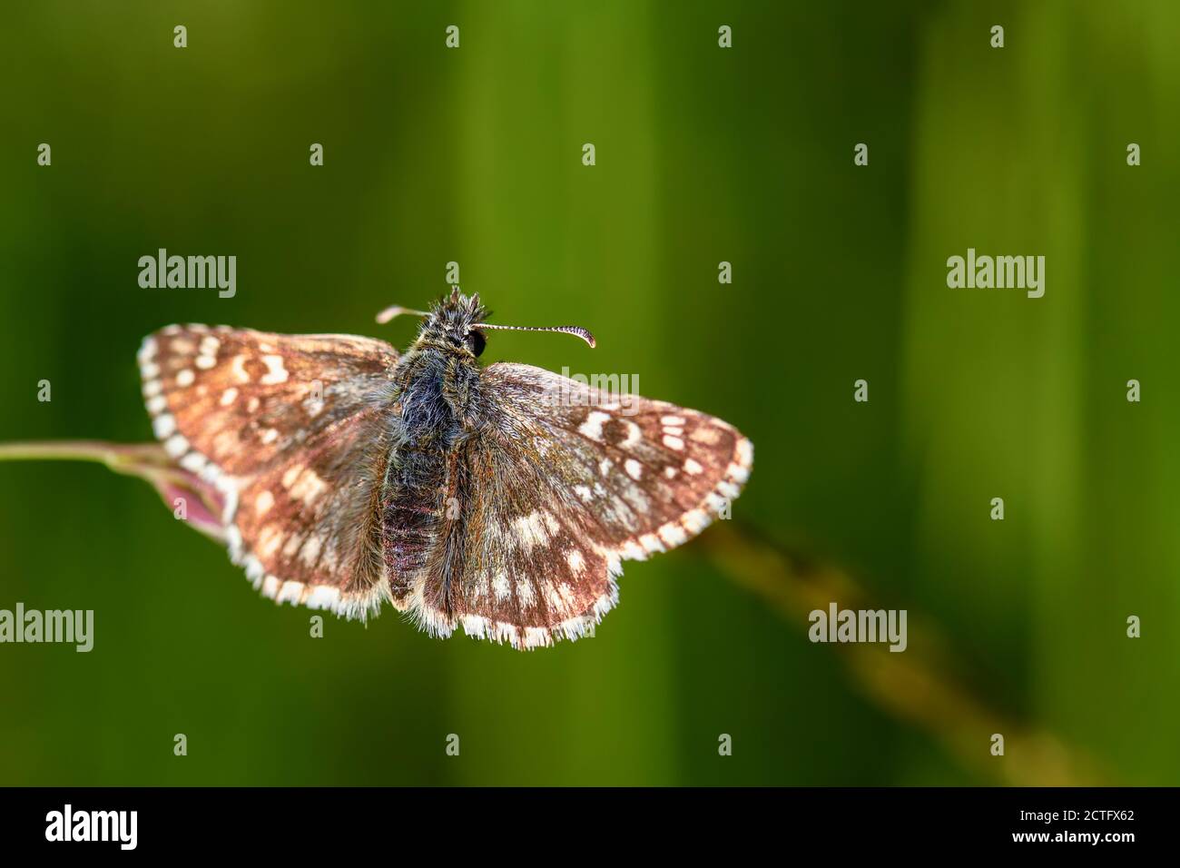Oberthürs grizzled Skipper - Pyrgus armoricanus, bella piccola farfalla da prati e praterie europee, Zlin, Repubblica Ceca. Foto Stock