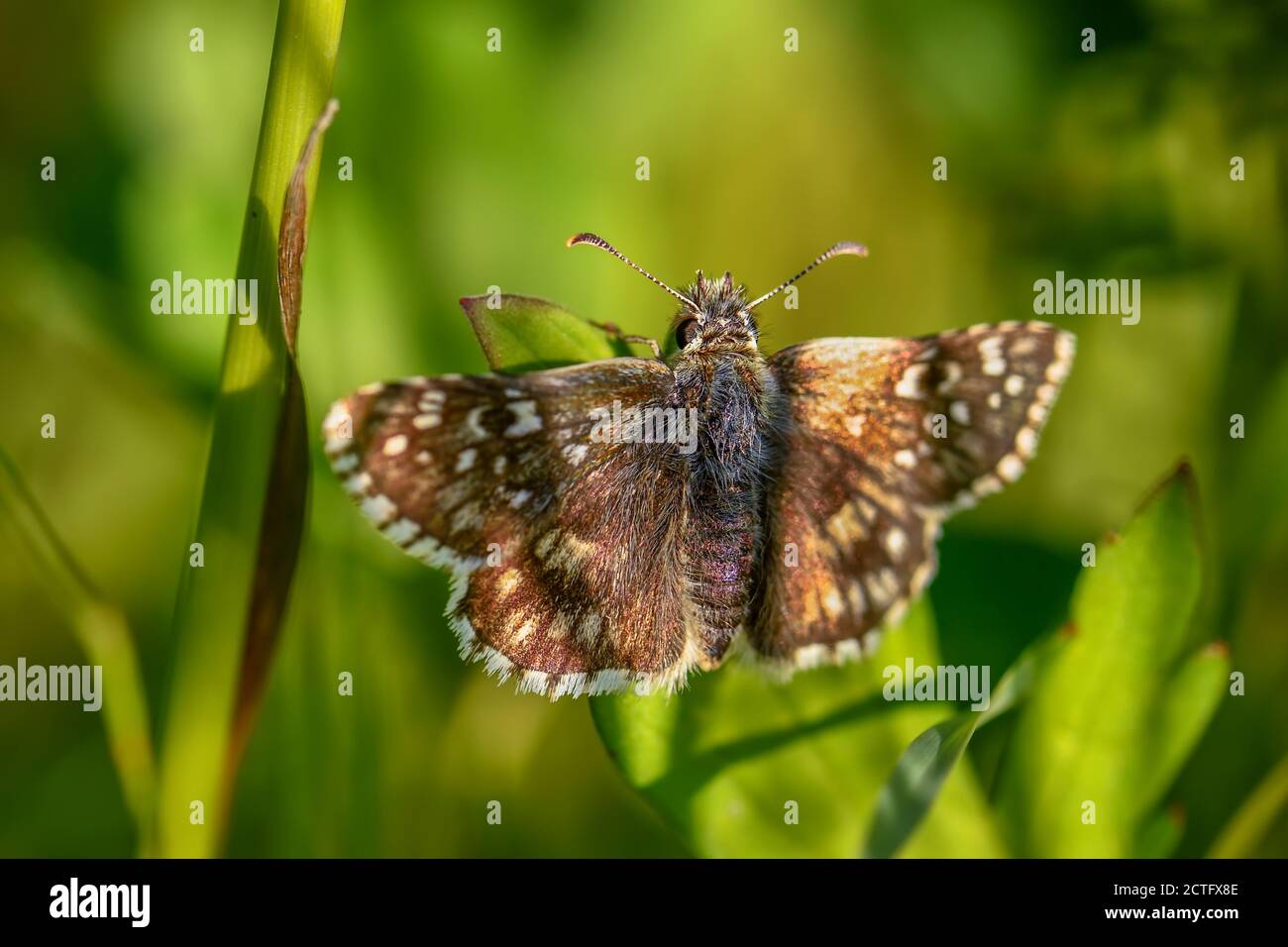 Oberthürs grizzled Skipper - Pyrgus armoricanus, bella piccola farfalla da prati e praterie europee, Zlin, Repubblica Ceca. Foto Stock