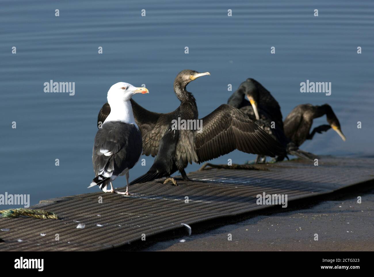 Un Gull nero-backed minore si siede vicino a tre cormorani si asciugano fuori sotto il sole. Il gabbiano è una kleptoparasite intelligente che è sempre allerta Foto Stock