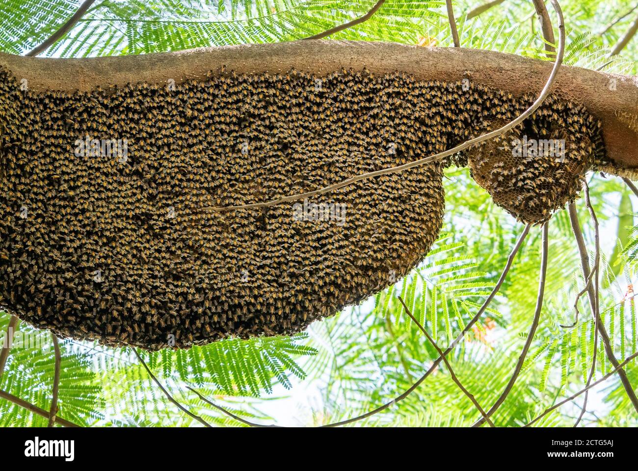 Primo piano enorme Beehive di Miele Giganti su Tree Branch Foto Stock