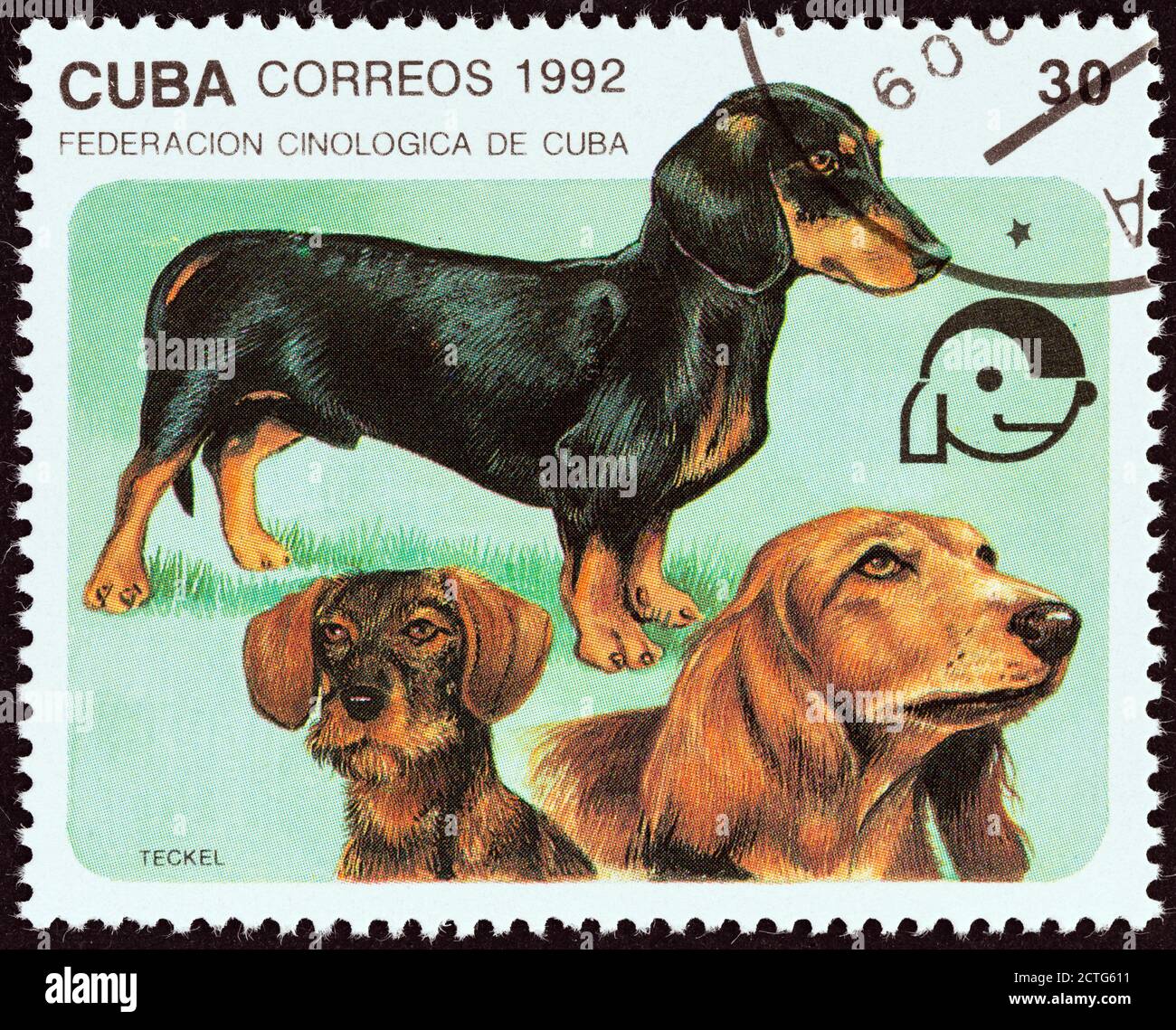 CUBA - CIRCA 1992: Un francobollo stampato a Cuba dal numero 'Dogs' mostra dachshunds a capelli corti, a capelli lunghi e a filo, circa 1992. Foto Stock