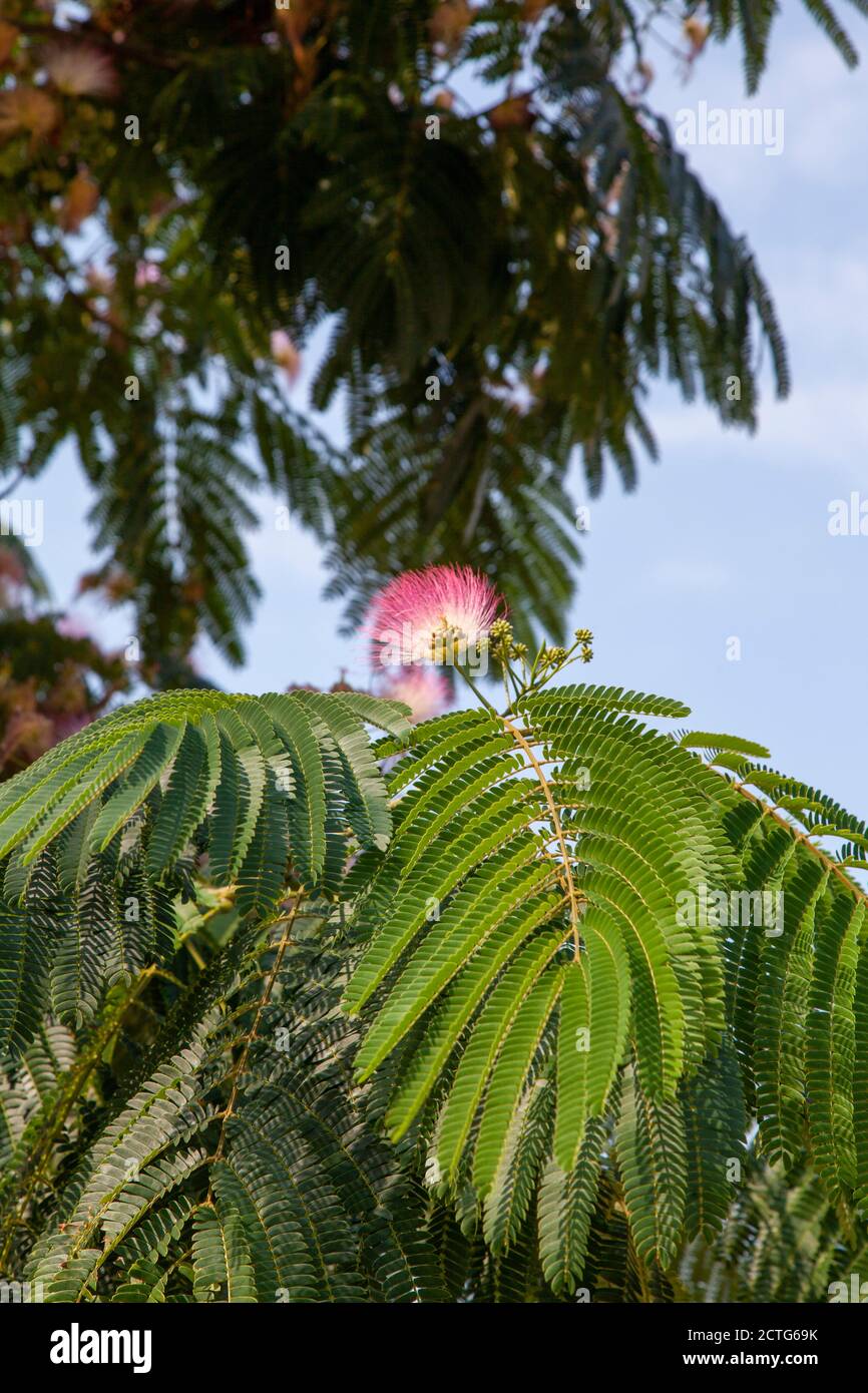 Fiori e fogliame di seta persiana o Siris rosa (Albizia julibrissin) Brockley, Lewisham, Londra Foto Stock