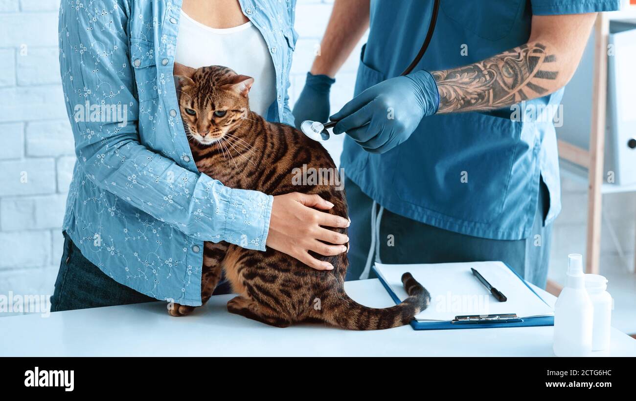 Cardiologia animale. Veterinario medico che ascolta il battito cardiaco del gatto in ospedale, primo piano Foto Stock