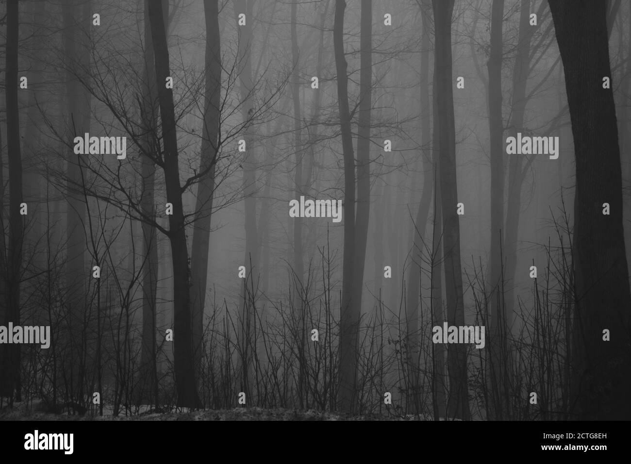Misty foresta, nebbia, mistero oscurità Foto Stock