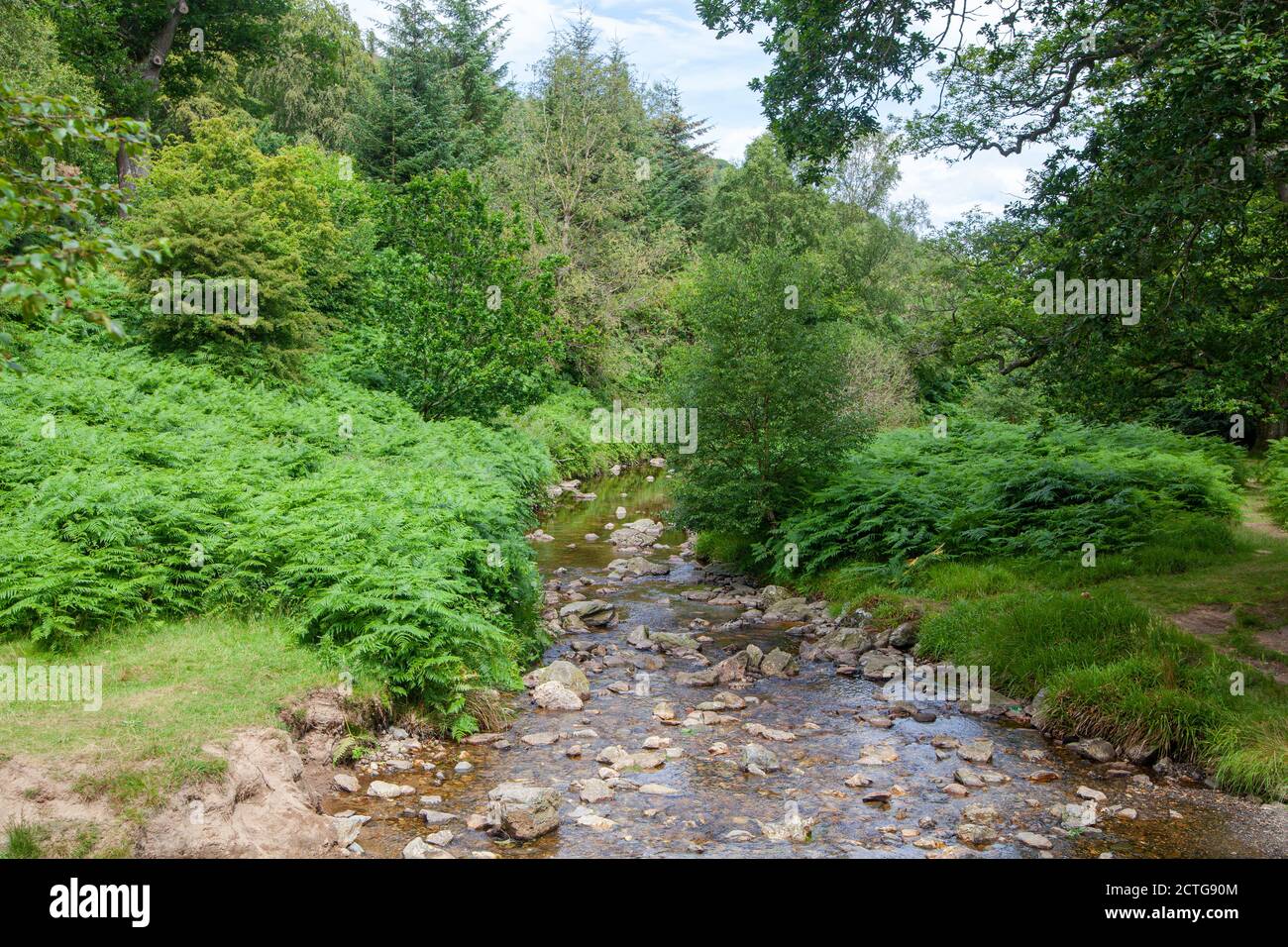 Un ruscello attraverso una foresta nel Parco Nazionale delle Montagne di Wicklow In Irlanda Foto Stock