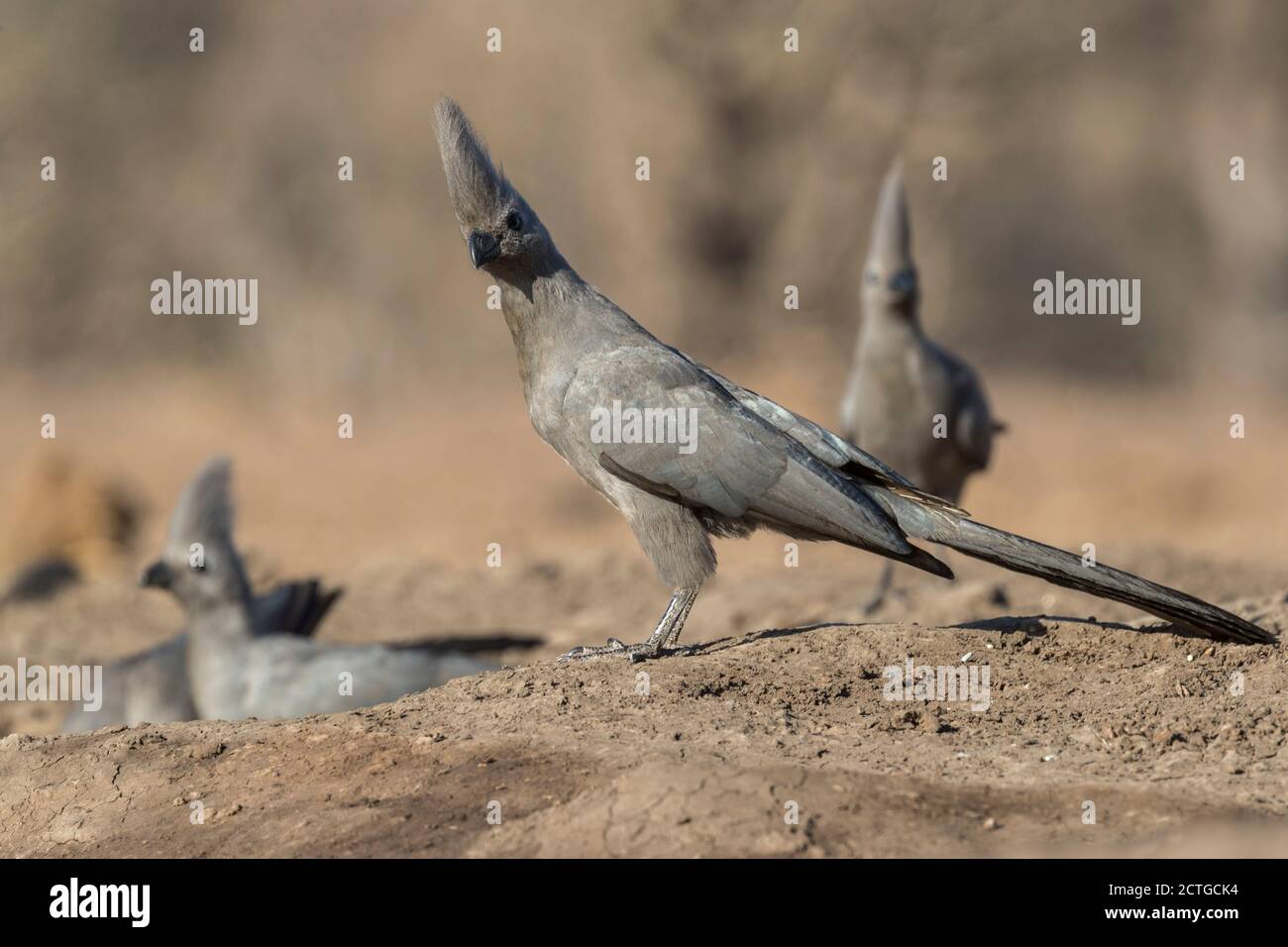 Uccello grigio di via (Corythaixoides concolor), Riserva di gioco di Mashatu, Botswana Foto Stock