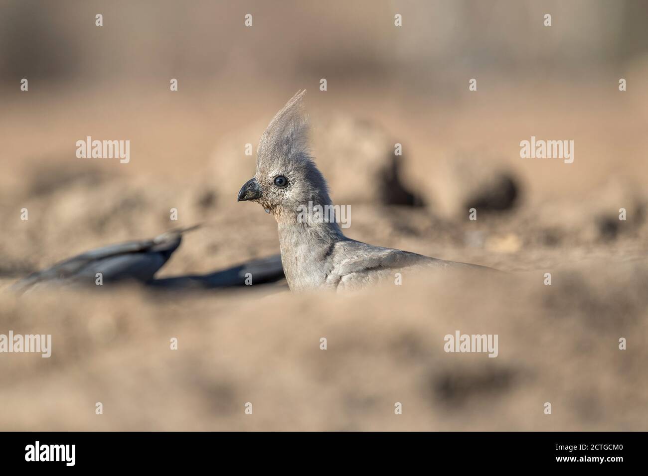 Uccello grigio di via (Corythaixoides concolor), Riserva di gioco di Mashatu, Botswana Foto Stock