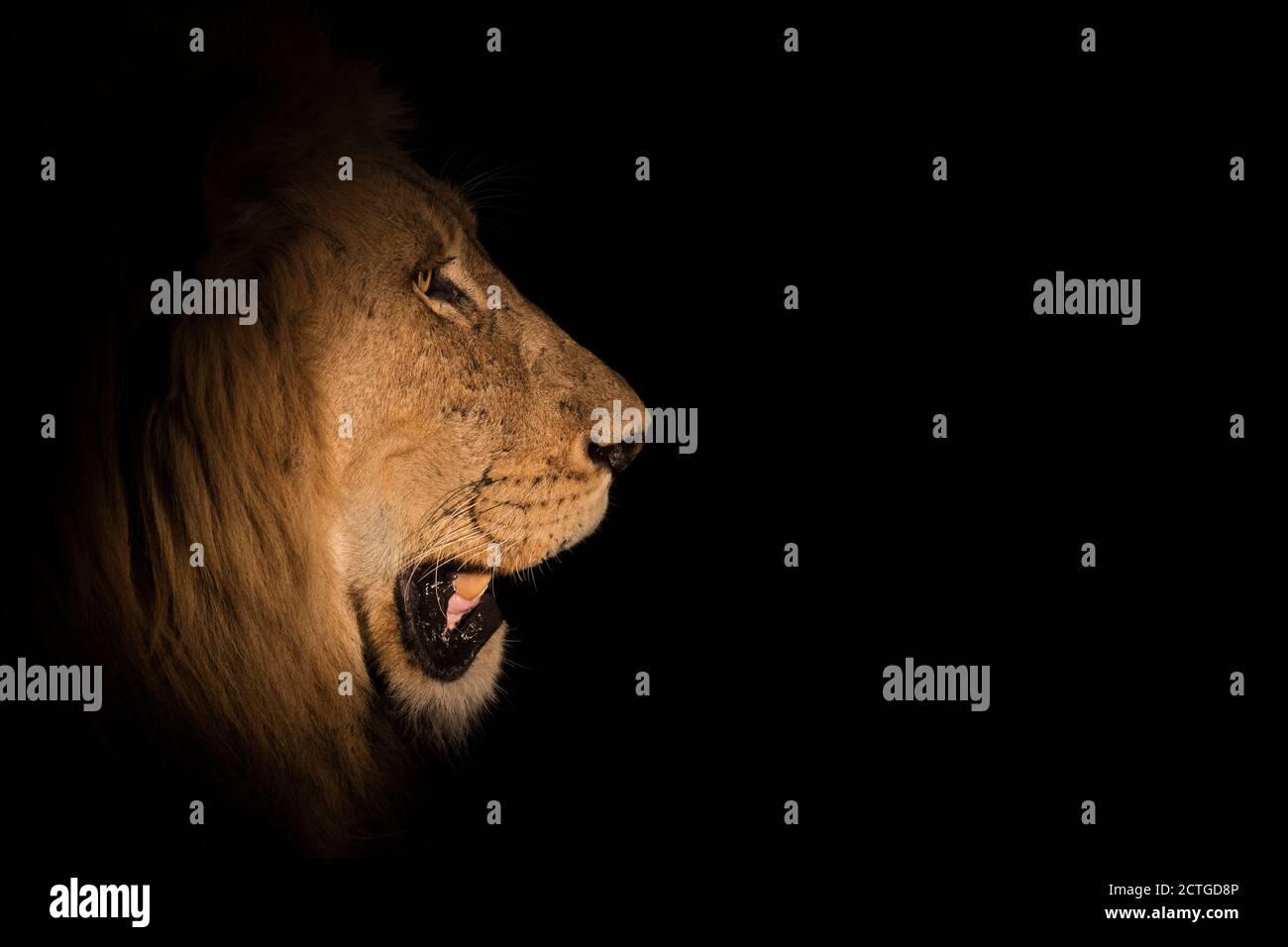 Leone (Panthera leo) di notte, Elephant Plains, Sabi Sand Game Reserve, Sudafrica, Foto Stock Leone (Panthera leo) di notte, Elephant Plains, Sabi Sand Game Reserve, Sudafrica, Foto Stock