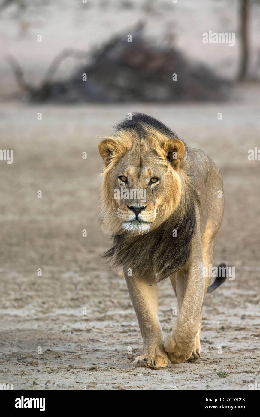 Leone (Panthera leo), Parco transfontier Kgalagadi, Sudafrica Foto Stock