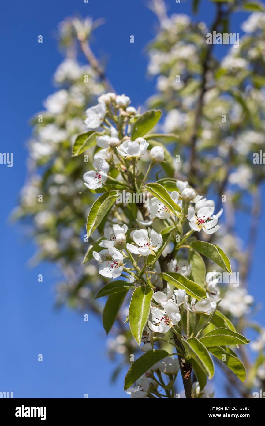 Pear Blossom (Pyrus sp), Northumberland, Regno Unito Foto Stock