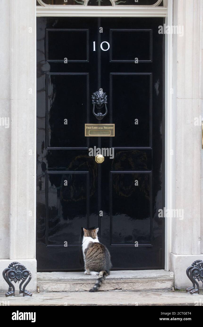 Londra, Regno Unito. 23 Settembre 2020. Larry, il gatto di Downing Street, alla porta del primo ministro Boris Johnson numero 10, lascia per le interrogazioni del primo ministro al Parlamento. Credit: Mark Thomas/Alamy Live News Foto Stock