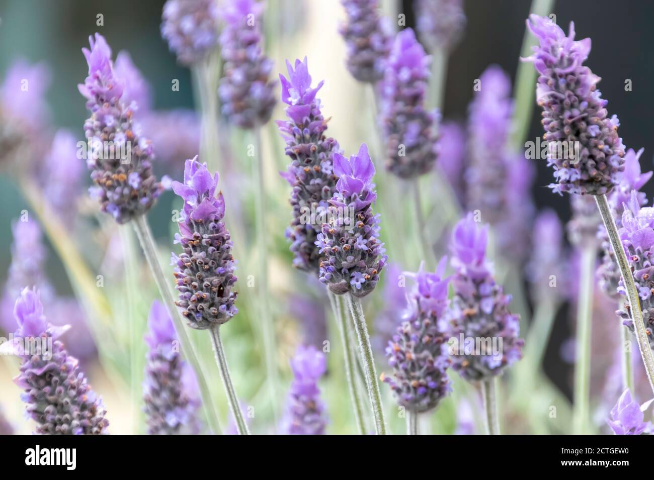 Fioritura della lavanda a Gresford, Hunter Region, NSW, Australia. Foto Stock