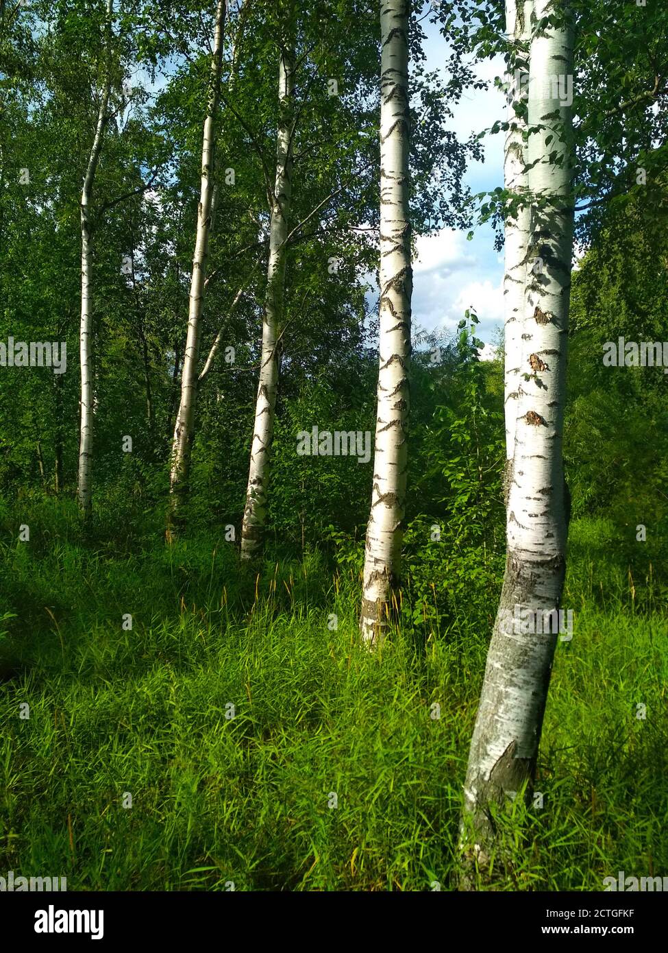 Alcune birche bianche con foglie giovani nel Parco. Foto Stock