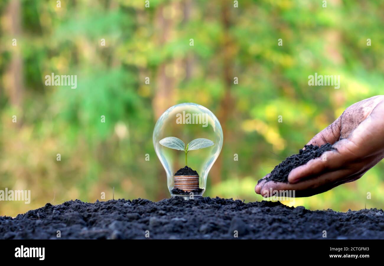 L'albero cresce su un mucchio di monete in una lampada a risparmio energetico, risparmio energetico e protezione ambientale concetto di giorno della Terra. Foto Stock