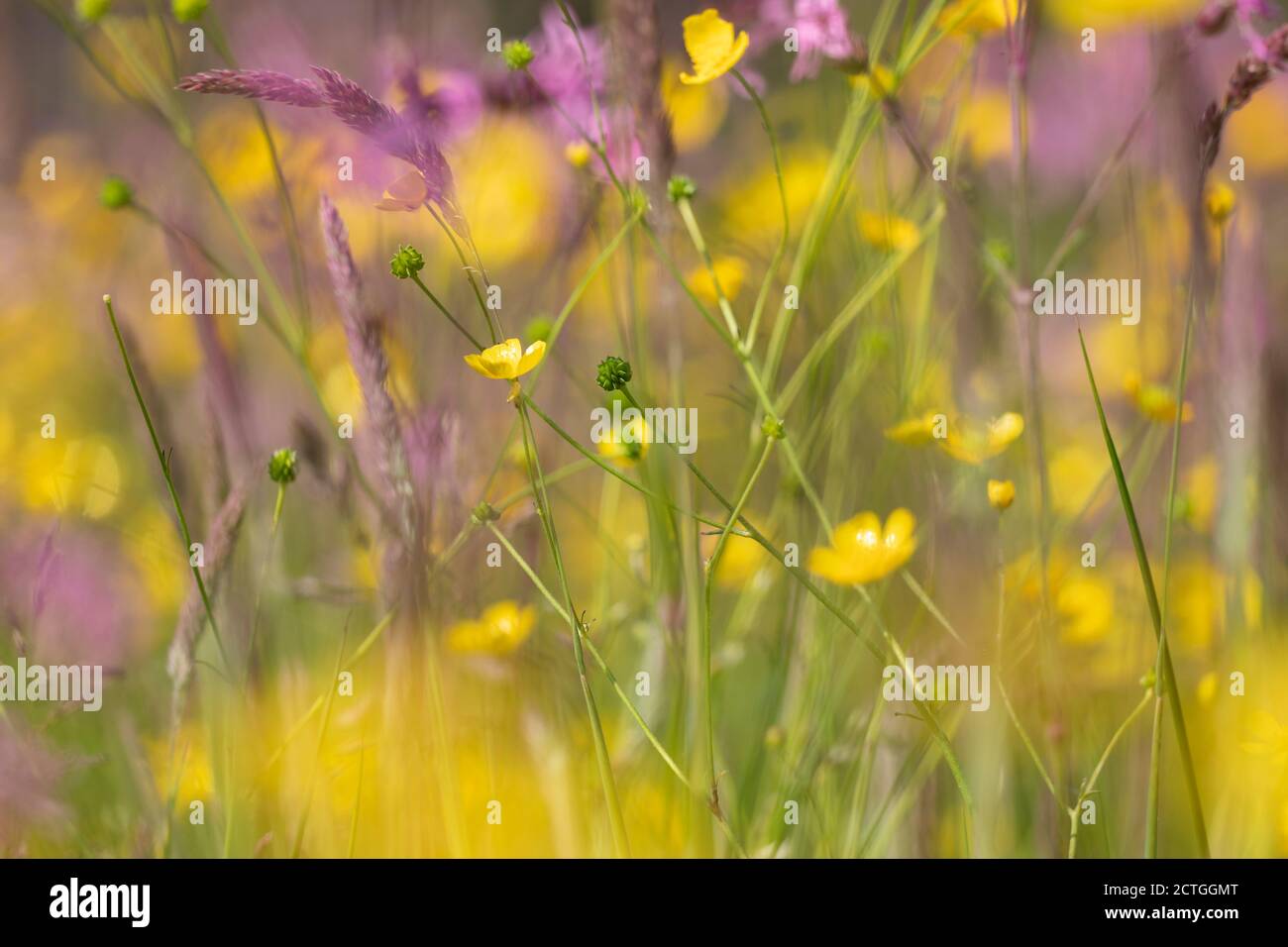 Prato ricco di fiori bagnati, Kielder Water & Forest Park, Northumberland, Regno Unito Foto Stock