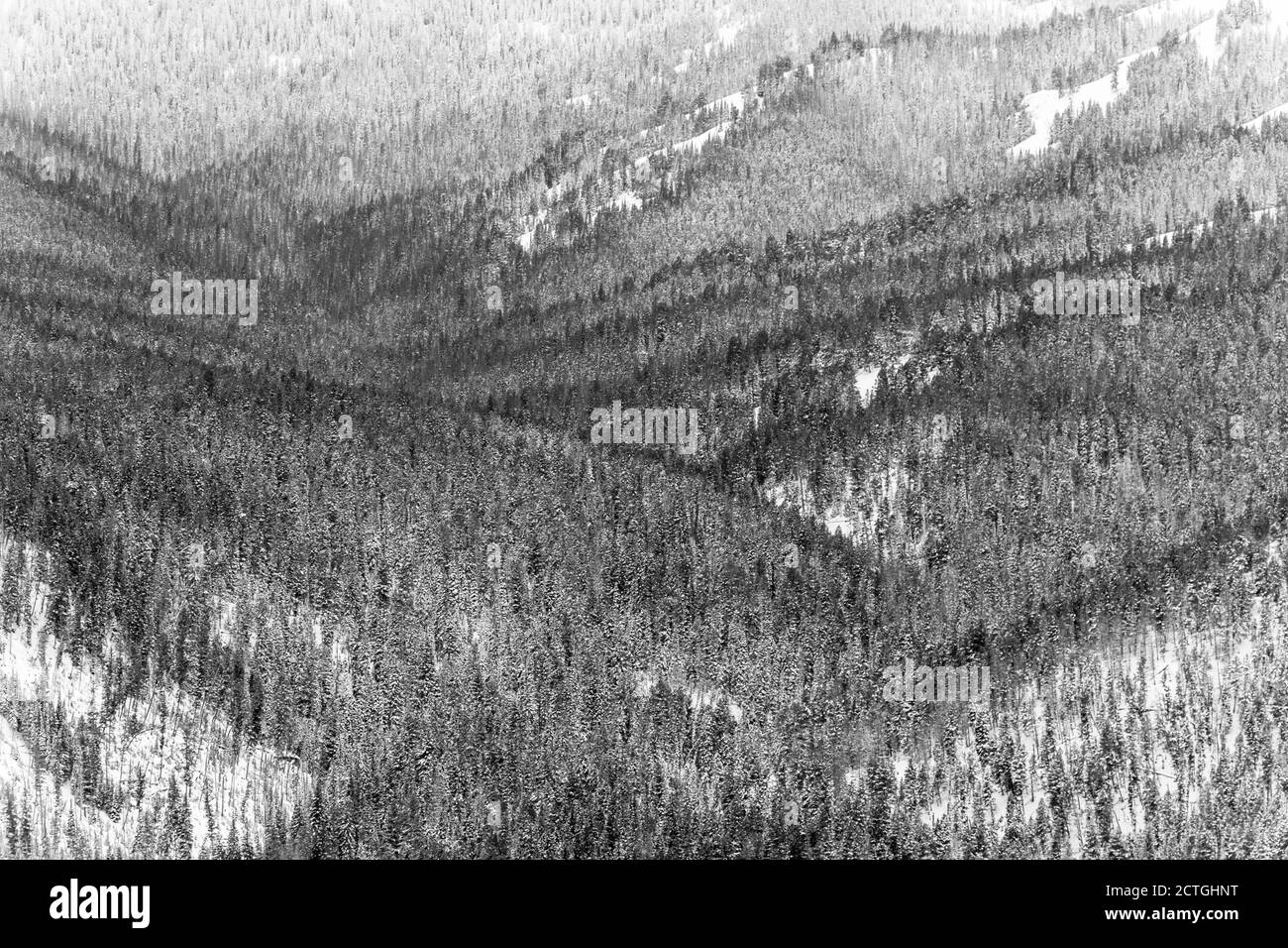 Pineta sui pendii di montagna nella valle di Lamar durante l'inverno, Bianco e Nero, Parco nazionale di Yellowstone, Wyoming, Montana, USA Foto Stock