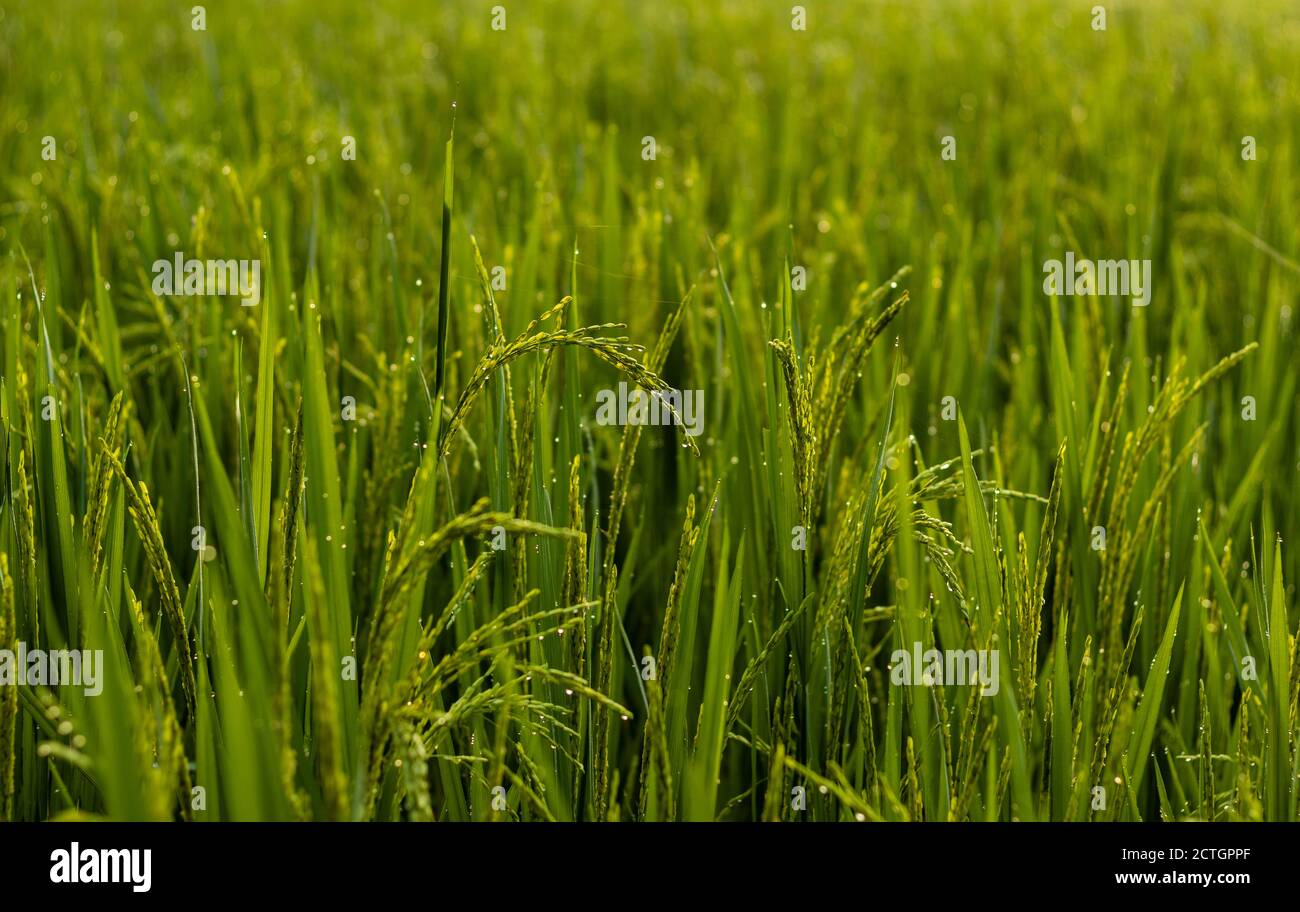 Primo piano di belle piante di riso di colore verde dell'India Foto Stock