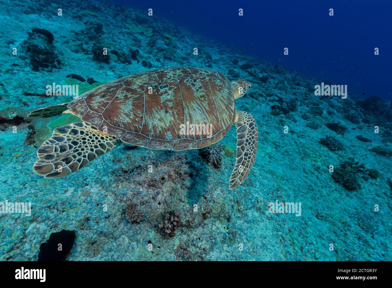La grande tartaruga verde nuota lontano dallo spettatore Foto Stock