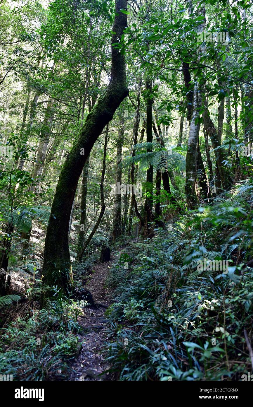Un percorso attraverso la foresta pluviale al Monte Wilson Foto Stock