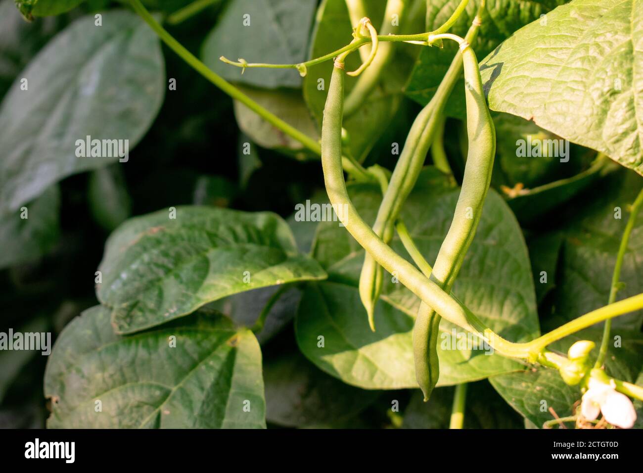 Fagioli verdi che crescono verticalmente su un trellis. Foto Stock