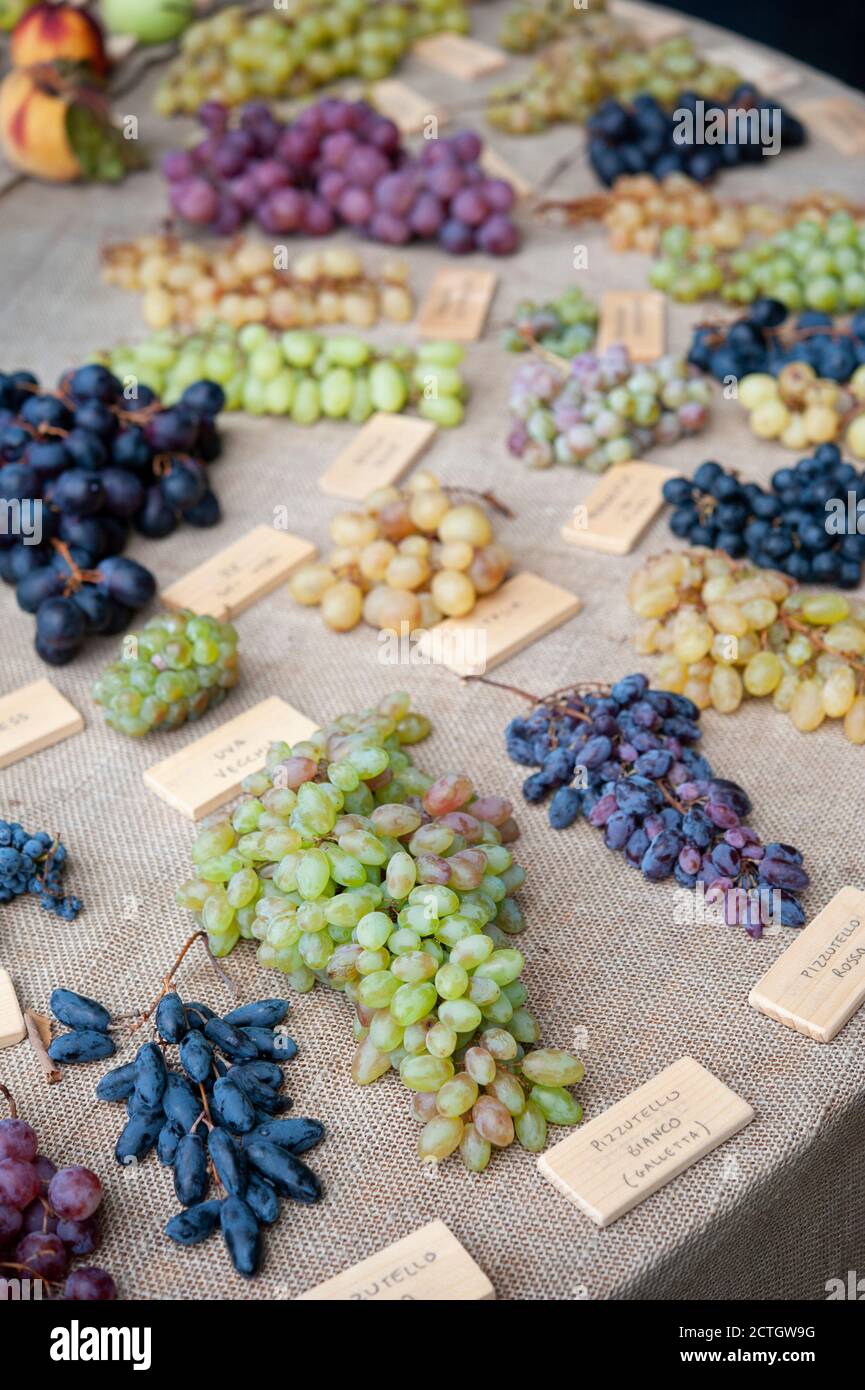 Diverse specie di uva, su una tavola. Varietà di frutta e concetto di diversità biologica. Foto Stock