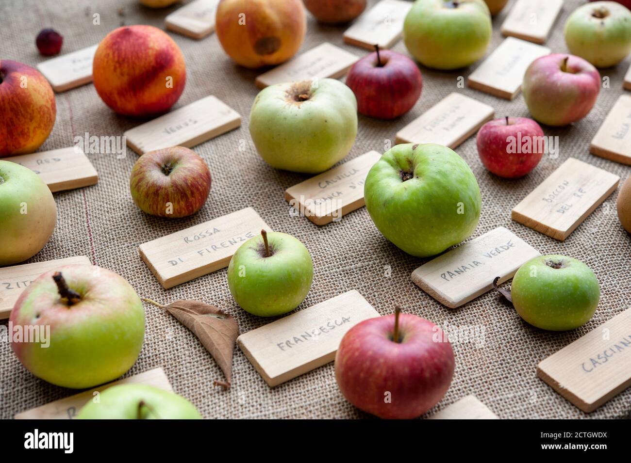 Diverse specie di mele, su una tavola. Varietà di frutta e concetto di diversità biologica. Foto Stock