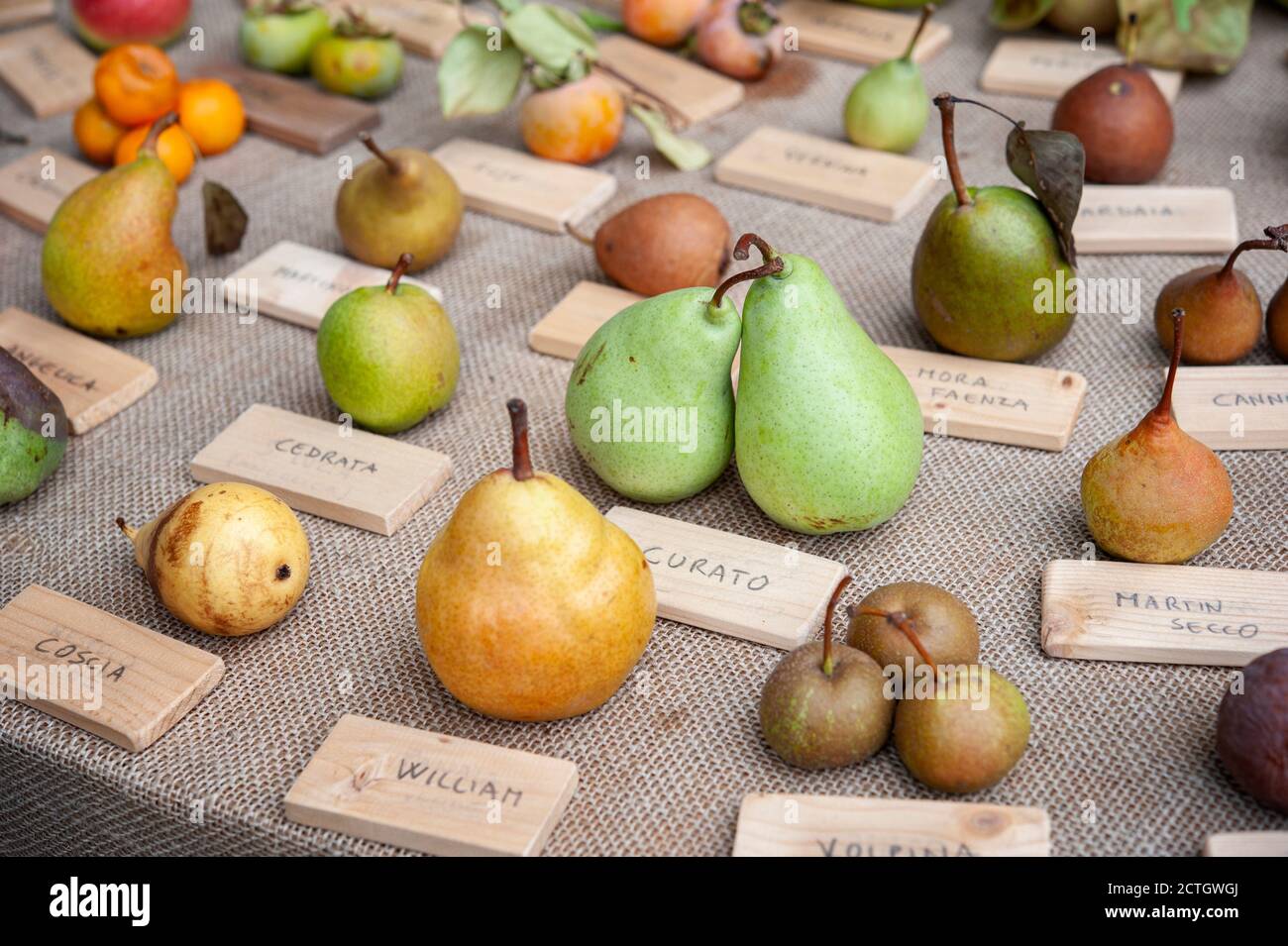 Diverse specie di pere, su una tavola. Varietà di frutta e concetto di diversità biologica.. Foto Stock