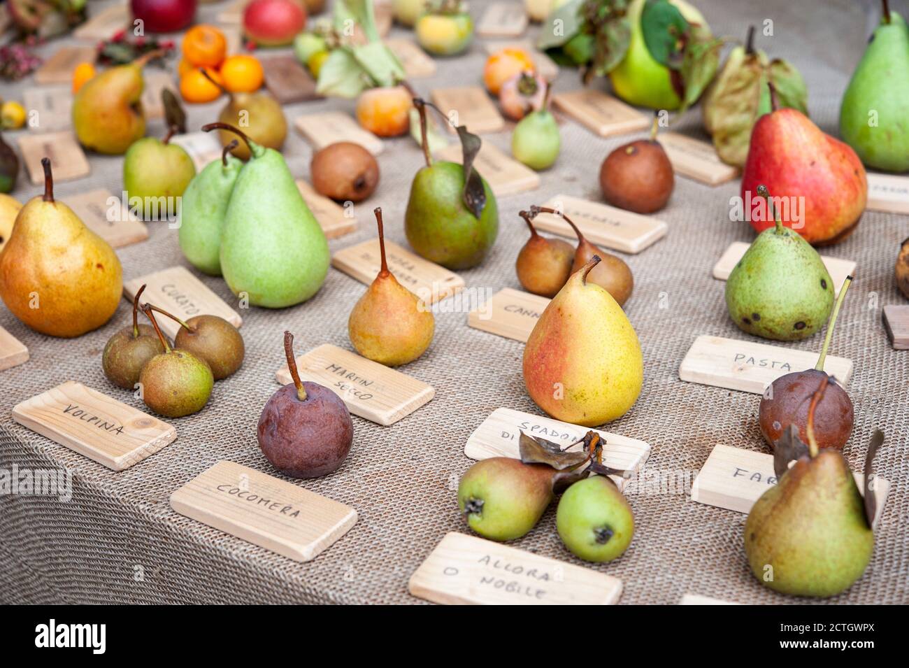 Diverse specie di pere, su una tavola. Varietà di frutta e concetto di diversità biologica.. Foto Stock