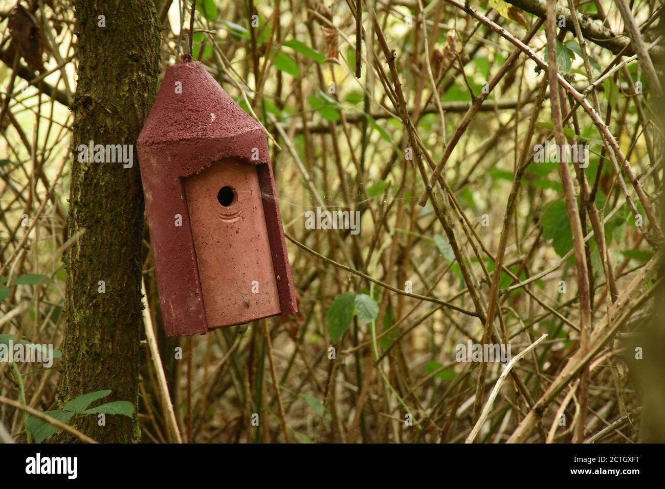 Bee Hotel, Foto Stock