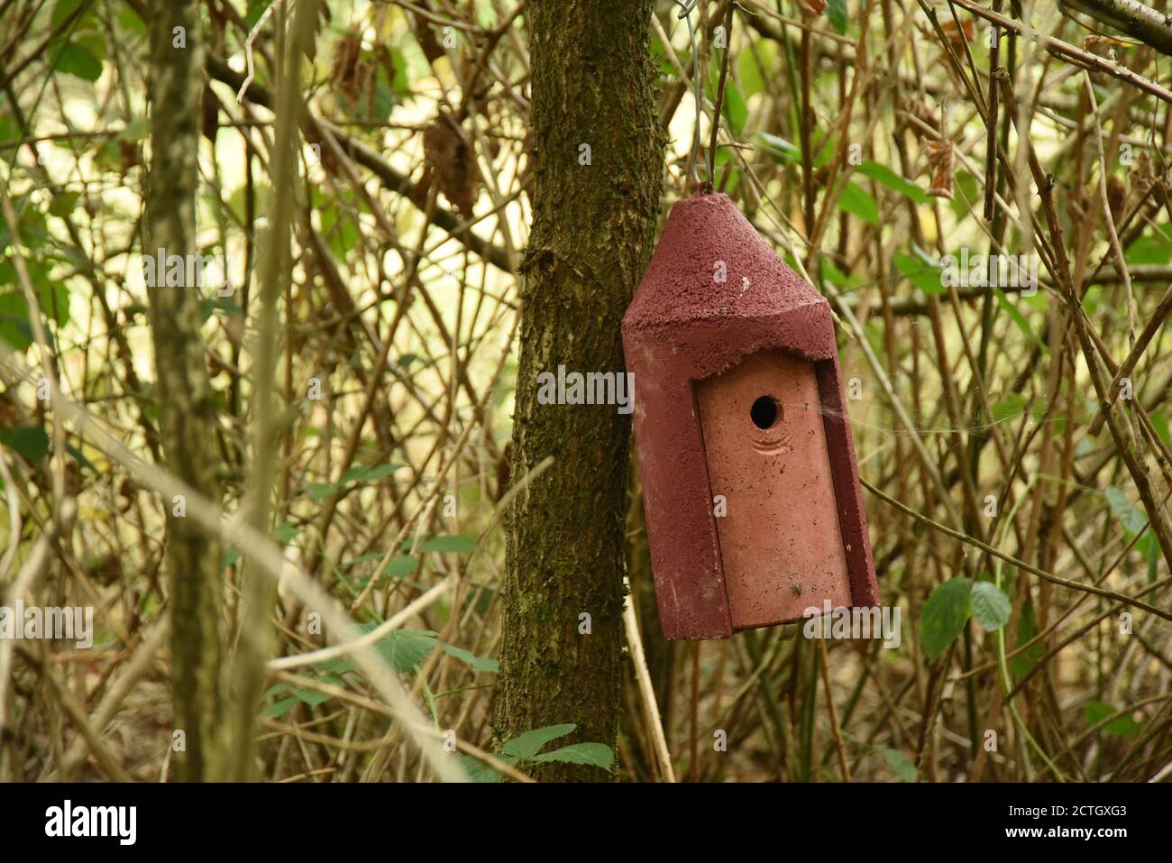 Bee Hotel, Foto Stock