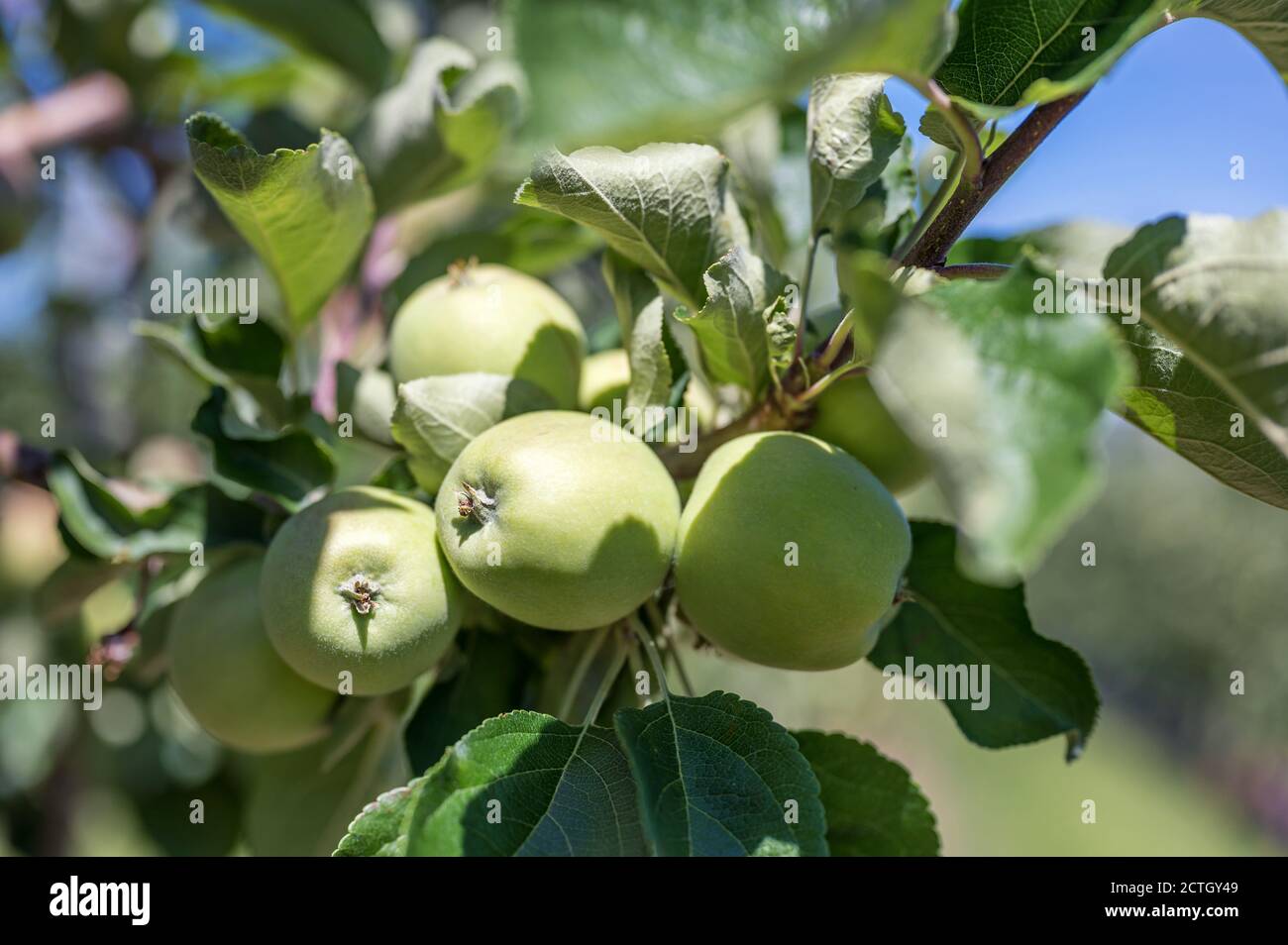 Le mele verdi maturano e crescono su un albero di mela dentro il sole Foto Stock