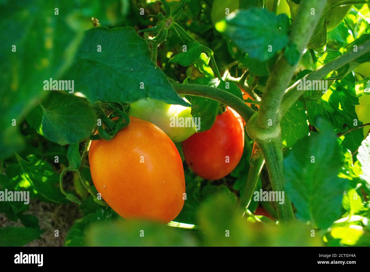 Pomodori che crescono in un giardino biologico. Foto Stock