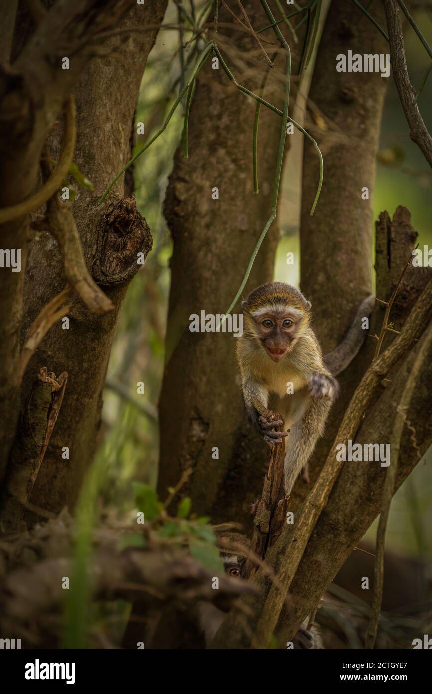 Baby scimmia Vervet (Chlorocebus pygerythrus), Murchison Falls National Park, Uganda. Foto Stock