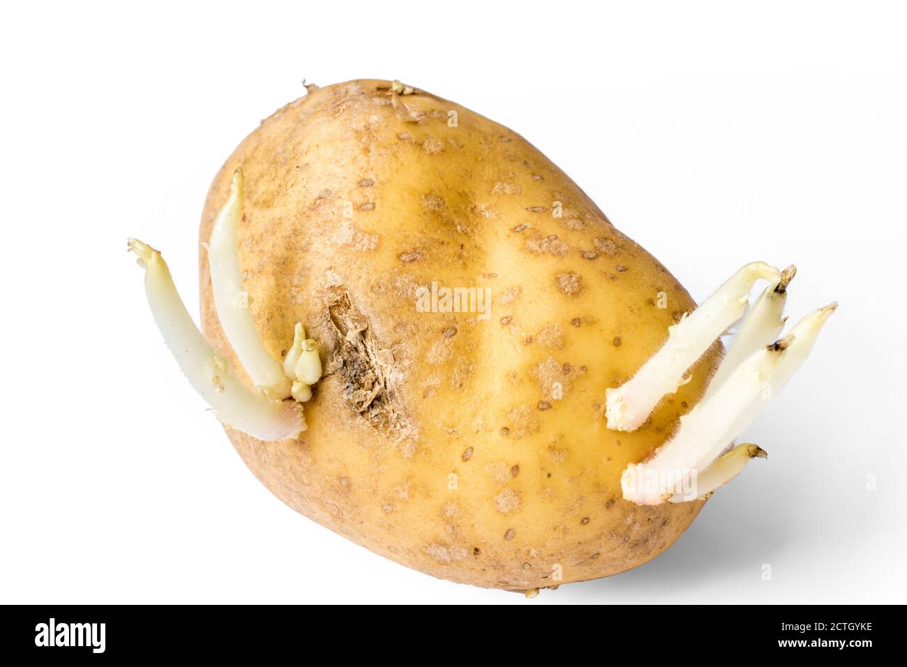 Этиолированные ростки картофеля. Картошка с ростками. Проросток семени картофеля. Можно ли есть пророщенную картошку. Картофель пророс в погребе.