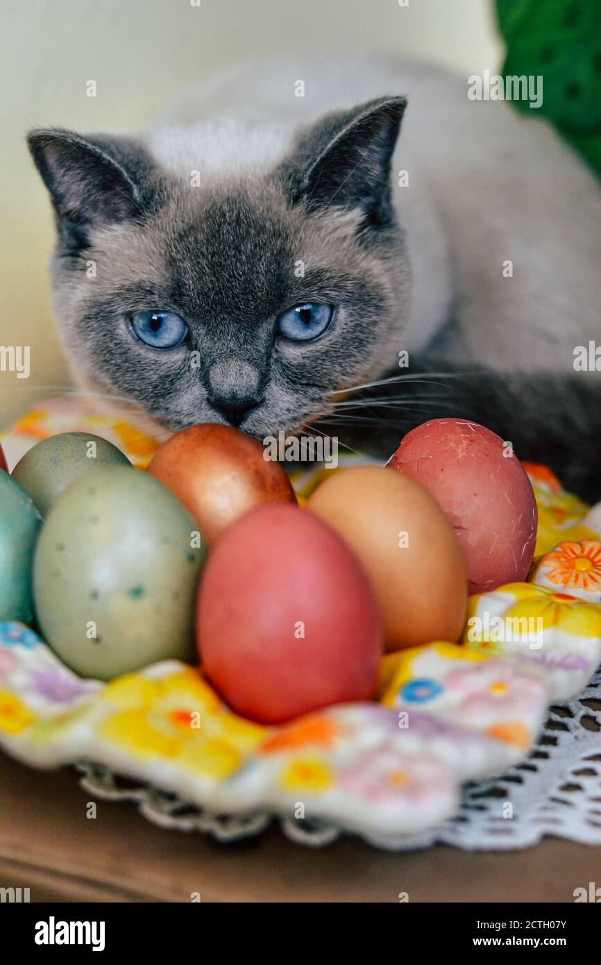 I manichini di gatto dipinse le uova di Pasqua Foto Stock