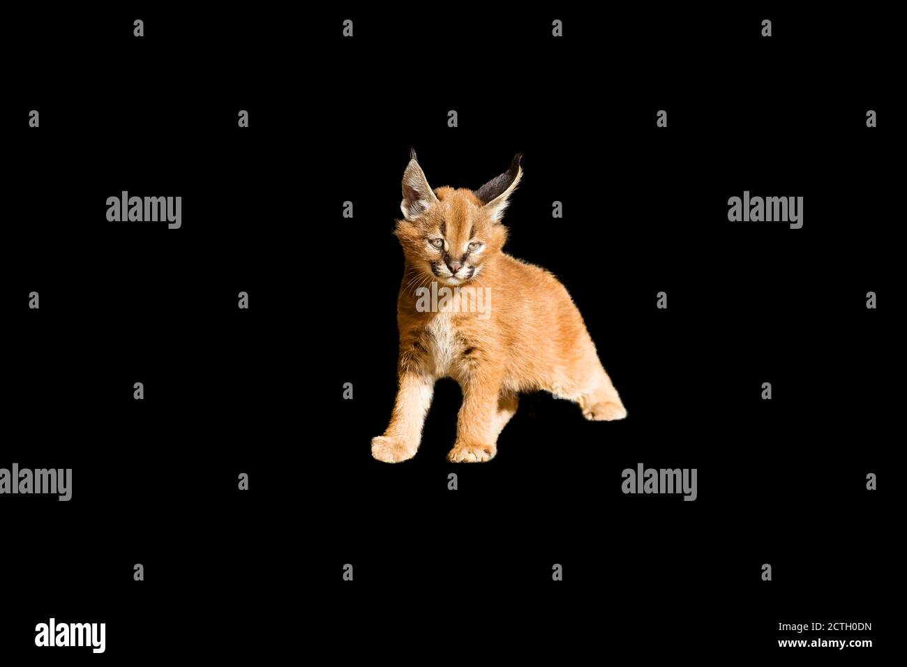 Kit Caracal (Felis caracal) in piedi Foto Stock