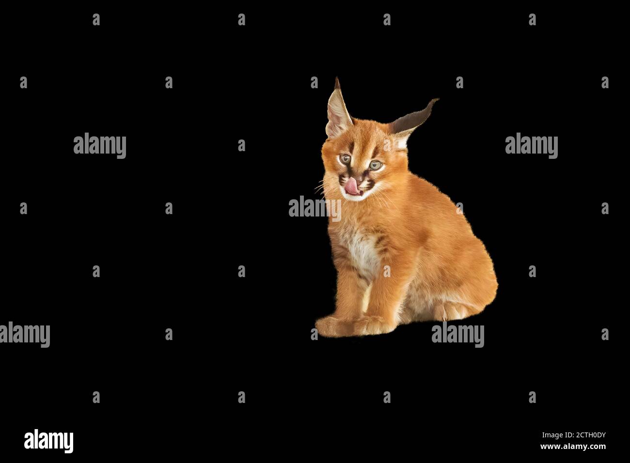 Kit caracale (Felis caracal) seduto con la lingua fuori Foto Stock