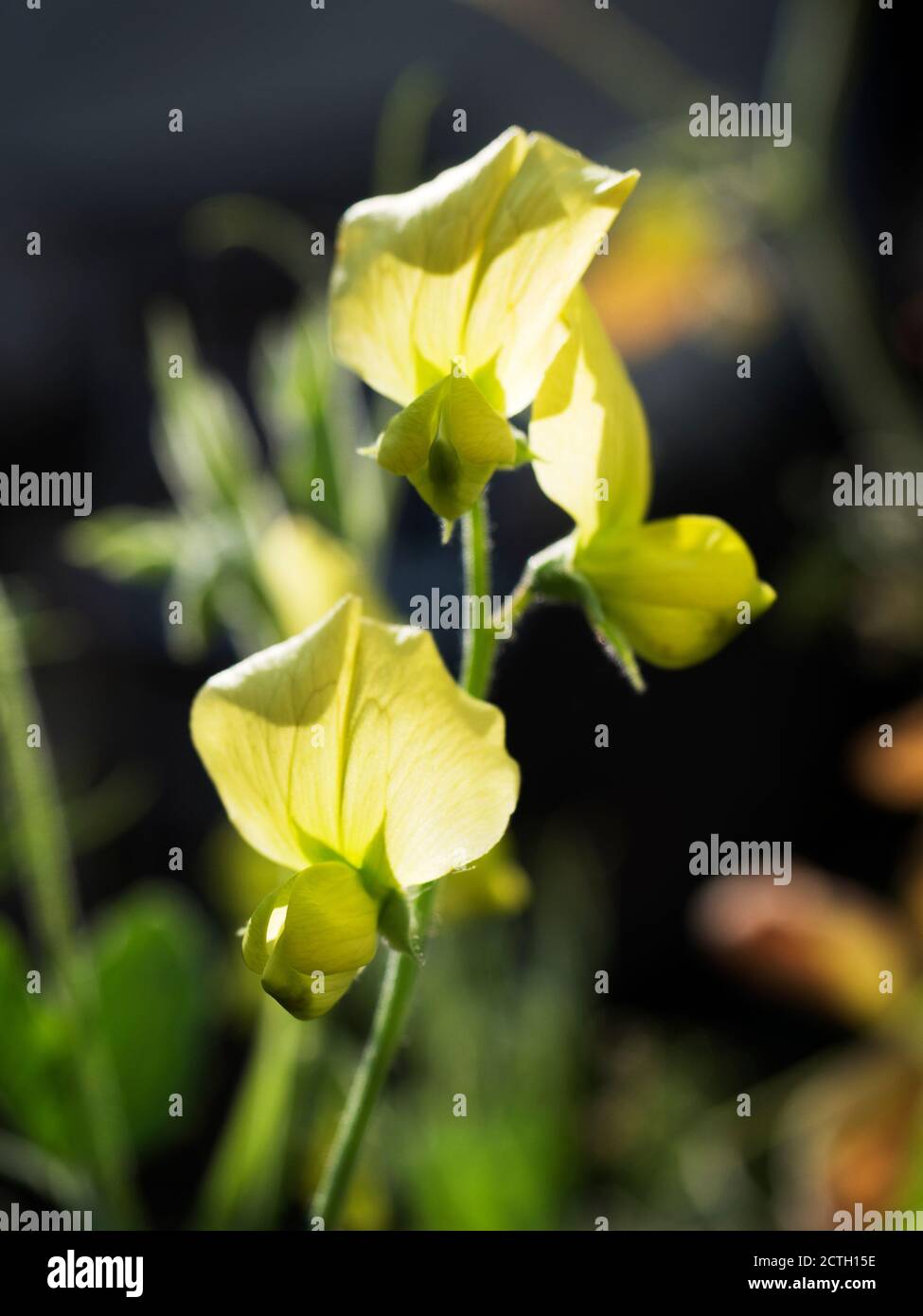 lathyrus chloranthus giallo chiaro gambo di fiore di pisello in un giardino Foto Stock