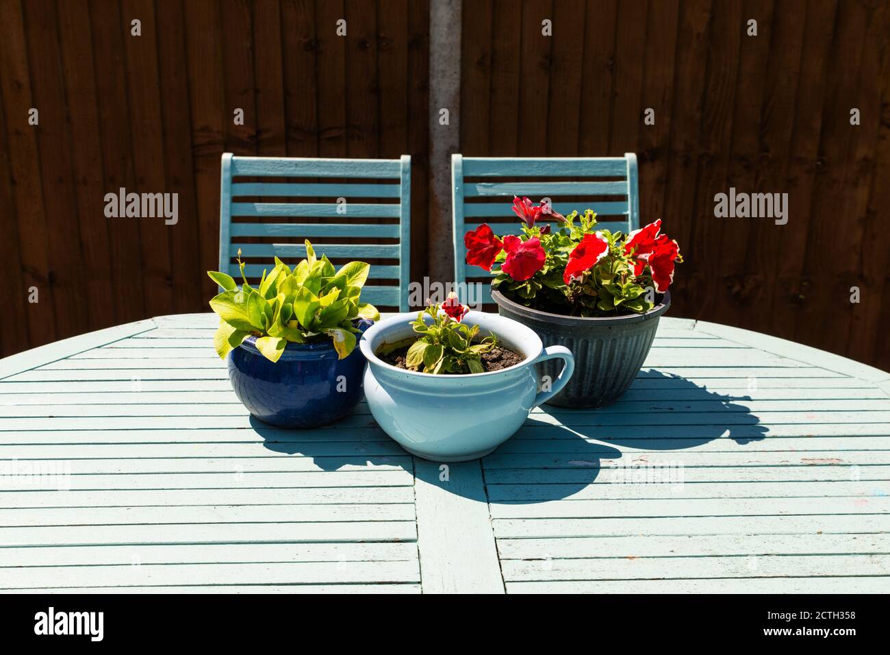 Graziose pentole di piante blu con piante di petunia rossa fiorite su un rustico tavolo di legno blu con sedie vuote all'esterno al sole d'estate, gettando l'ombra sopra Foto Stock